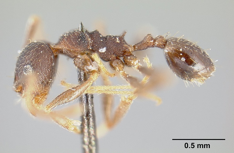 File:Pheidole radoszkowskii casent0601267 profile 1.jpg