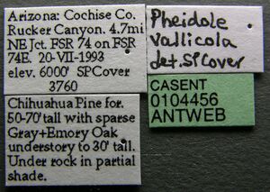 Pheidole vallicola casent0104456 label 1.jpg