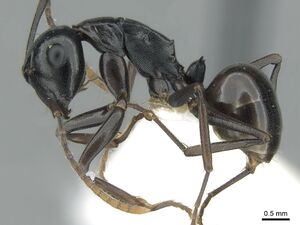 Polyrhachis subtridens casent0906571 p 1 high.jpg