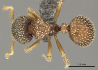 Calyptomyrmex foreli casent0235830 d 1 high.jpg