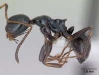 Camponotus raphaelis casent0173558 profile 1.jpg