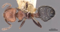 Crematogaster goeldii casent0908417 d 1 high.jpg