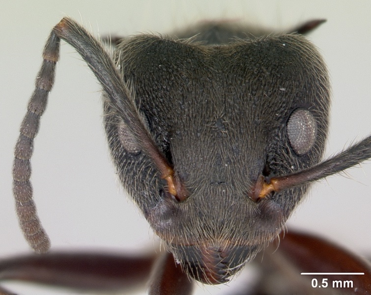 File:Dolichoderus bispinosus casent0173833 head 1.jpg