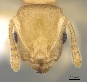 Nesomyrmex reticulatus casent0418497 h 2 high.jpg