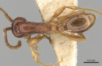 Aenictus punensis casent0281959 d 1 high.jpg