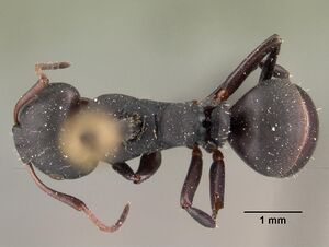 Camponotus edmondi casent0101477 dorsal 1.jpg