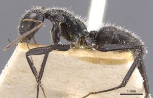 Camponotus emeryodicatus casent0911746 p 1 high.jpg