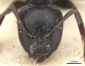 Camponotus werthi casent0906918 h 1 high.jpg