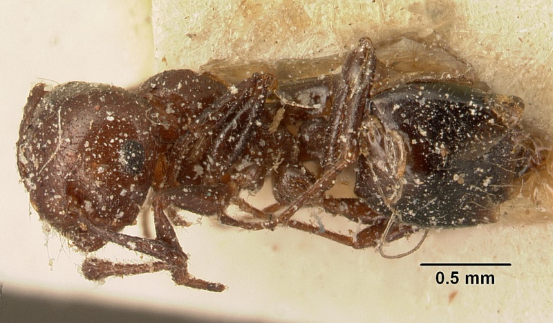 File:Crematogaster degeeri casent0101172 profile 1.jpg