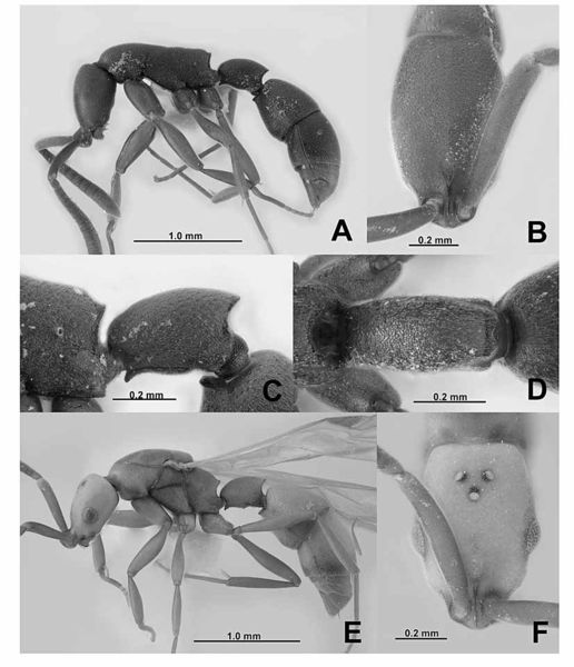 File:EYY Probolomyrmex 04.jpg