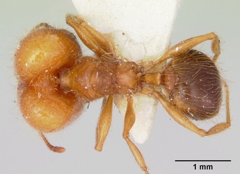 File:Pheidole virago casent0103484 dorsal 1.jpg