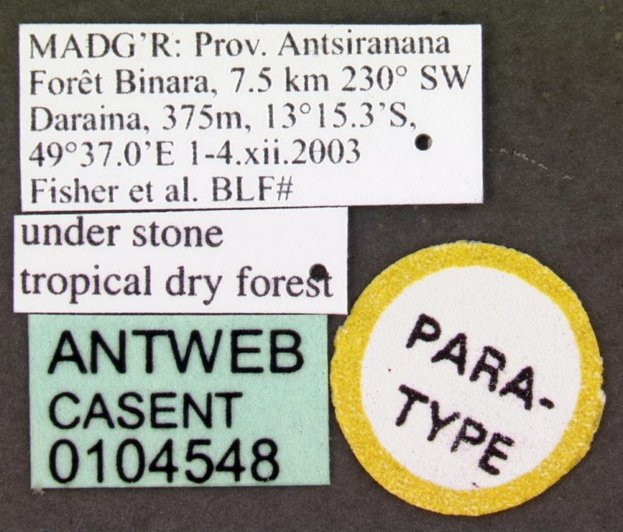 File:Anochetus goodmani casent0104548 label 1.jpg