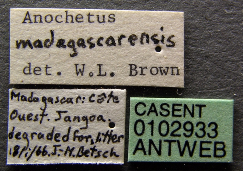 File:Anochetus madagascarensis casent0102933 label 1.jpg