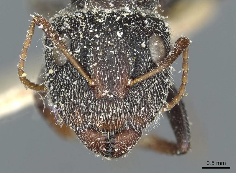 File:Camponotus auropubens absalon casent0911820 h 1 high.jpg