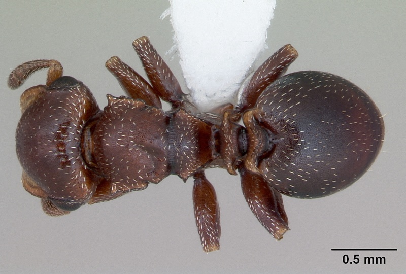 File:Cephalotes quadratus casent0173706 dorsal 1.jpg