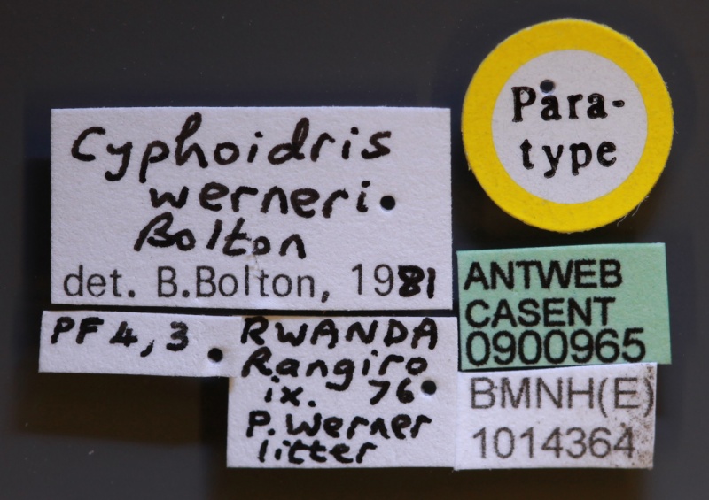 File:Cyphoidris werneri casent0900965 l 1 high.jpg