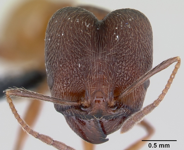 File:Pheidole ajax casent0178234 head 1.jpg