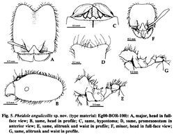 Pheidole angulicollis.jpg