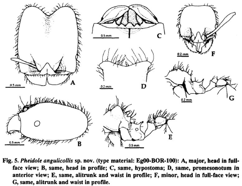 File:Pheidole angulicollis.jpg