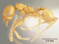 Pheidole angusticeps casent0610101 p 1 high.jpg