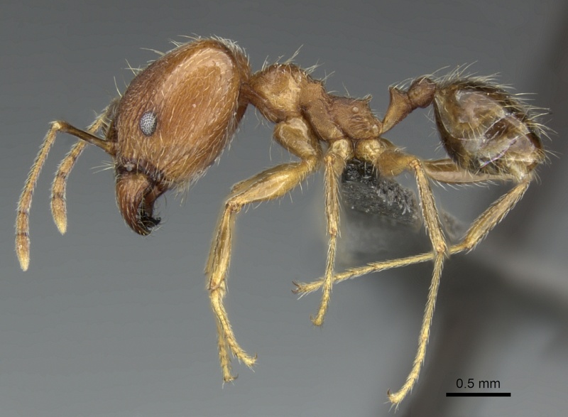 File:Pheidole tenuinodis casent0235968 p 1 high.jpg