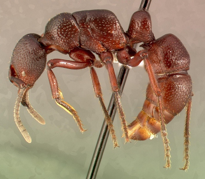 File:Psalidomyrmex procerus casent0004984 profile 1.jpg