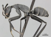 Camponotus petersii casent0235835 p 1 high.jpg