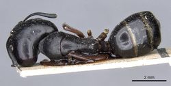 Camponotus sacchii casent0905796 d 1 high.jpg