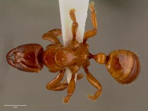 Centromyrmex feae sam-hym-c007974b dorsal 1.jpg