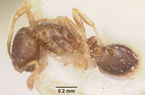 Solenopsis seychellensis casent0101233 profile 1.jpg