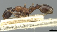 Temnothorax formosus casent0912937 p 1 high.jpg