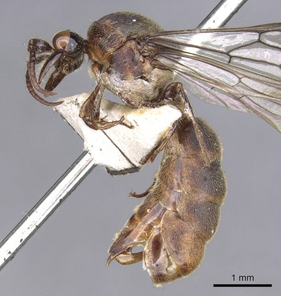 File:Aenictus grandis casent0902692 p 1 high.jpg