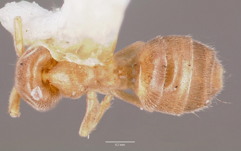 File:Bothriomyrmex rossi casent0006104 dorsal 1.jpg