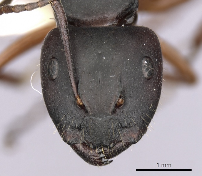 File:Camponotus innexus casent0280179 h 1 high.jpg