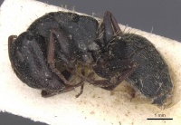 Camponotus monardi casent0911840 p 1 high.jpg