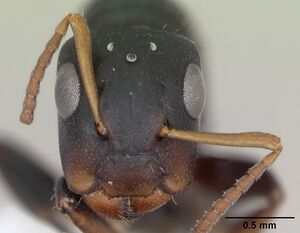 Camponotus sanctaefidei casent0173446 head 1.jpg