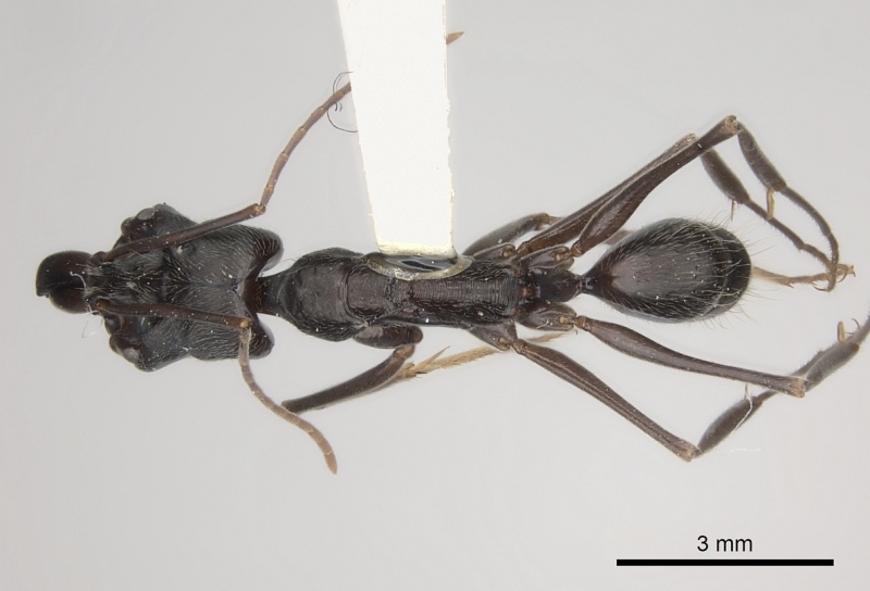 File:Odontomachus opaciventris casent0217542 d 1 high.jpg