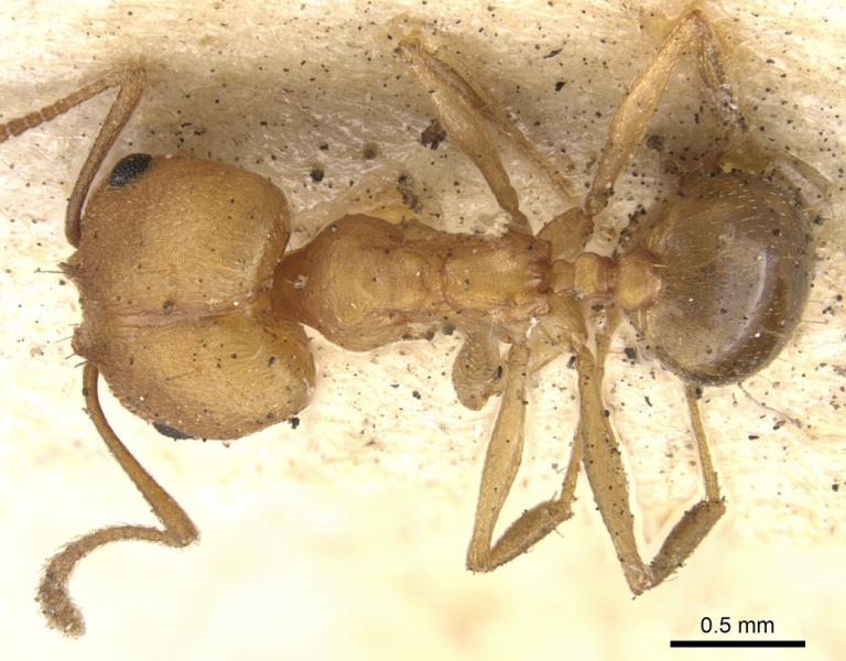 File:Pheidole diligens casent0901579 d 1 high.jpg