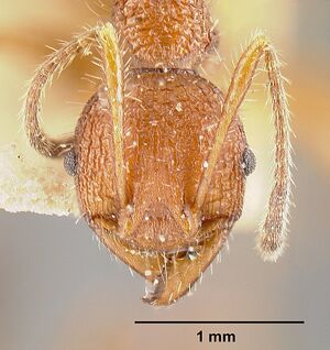 Pheidole vorax jtlc000014069 head 1.jpg