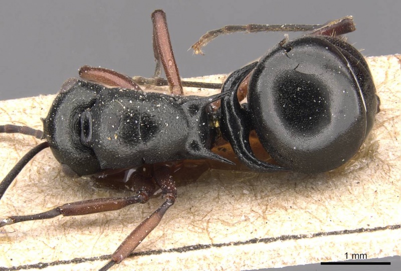 File:Polyrhachis lucidula casent0905828 d 1 high.jpg