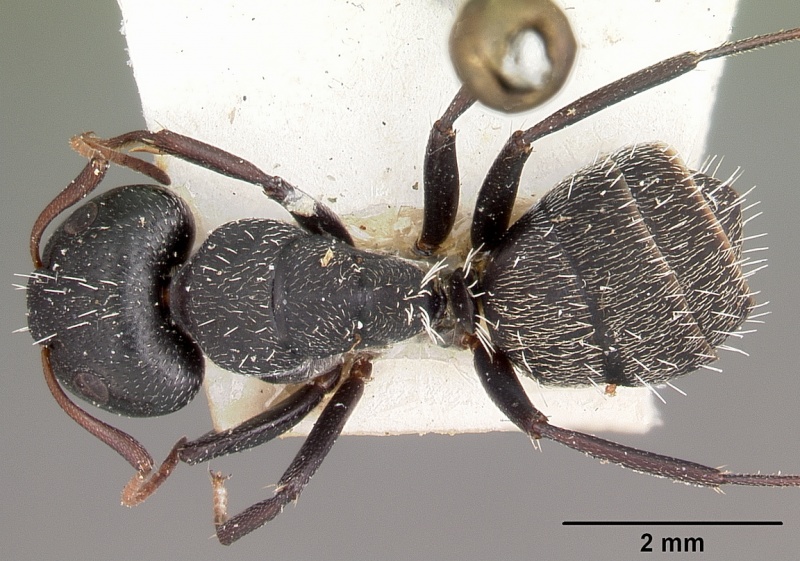 File:Camponotus auropubens aldabrensis casent0104618 dorsal 1.jpg