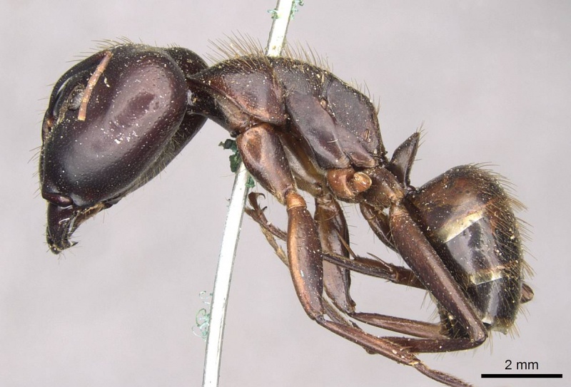File:Camponotus brutus casent0910269 p 1 high.jpg