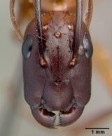 Camponotus convexiclypeus castype17341 head 1.jpg