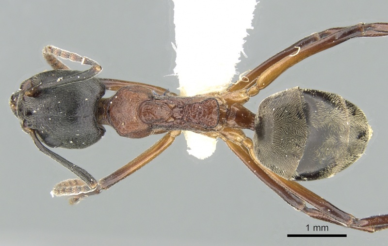 File:Dolichoderus feae casent0906207 d 1 high.jpg