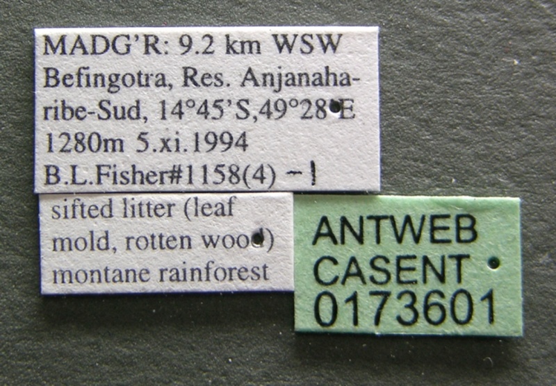 File:Monomorium fisheri casent0173601 label 1.jpg