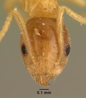 Technomyrmex madecassus casent0101960 head 1.jpg