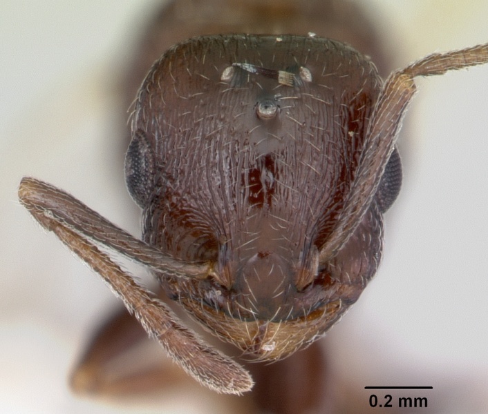 File:Temnothorax adustus casent0172589 head 1.jpg