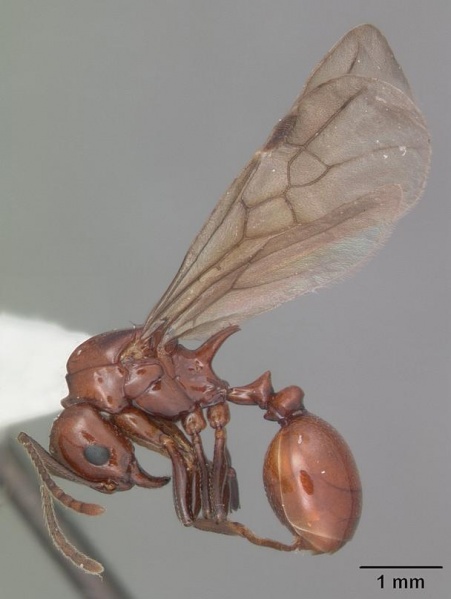 File:Aphaenogaster tennesseensis casent0103602 profile 2.jpg