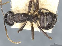 Camponotus natalensis politiceps casent0912012 d 1 high.jpg