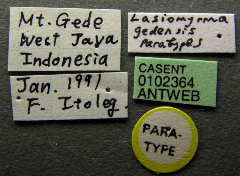 File:Lasiomyrma gedensis casent0102364 label 1.jpg